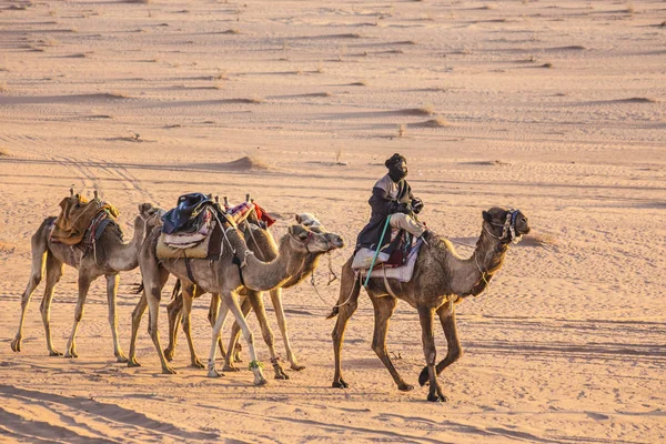 Wadi Rum Jordanië Maart 2019 Kamelen Caravan Wadi Rum Woestijn — Stockfoto