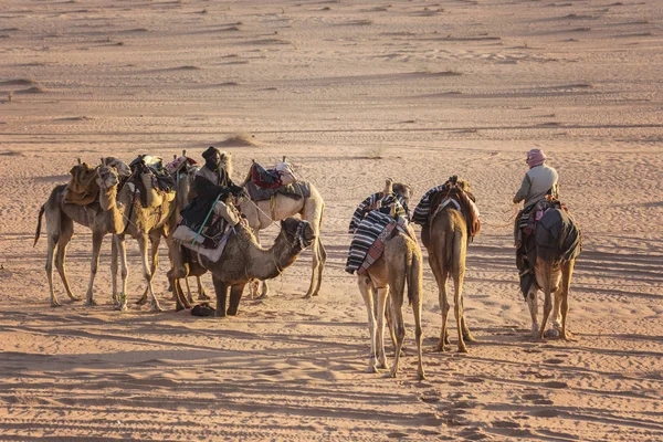 Wadi Rum Йорданія 2019 Березня Караван Верблюдів Wadi Rum Пустелі — стокове фото