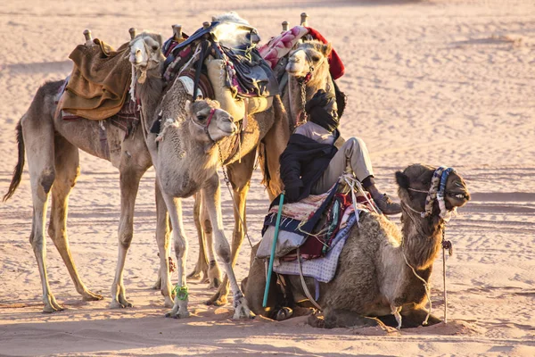 Wadi Rum Giordania Marzo 2019 Cammelli Carovana Nel Deserto Wadi — Foto Stock