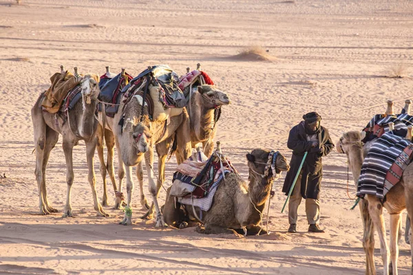 Wadi Rum Giordania Marzo 2019 Cammelli Carovana Nel Deserto Wadi — Foto Stock