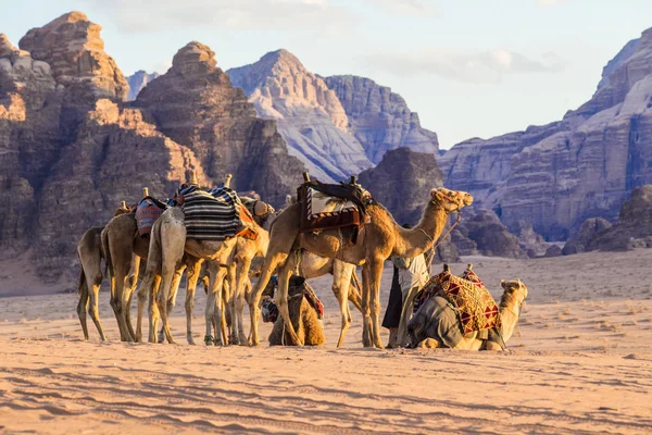 Wadi Rum, Ürdün - Mart 2019: Deve karavan çölde Wadi Rum, Orta Doğu, Ürdün