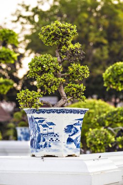 Seramik kaplarda bonsai ağaçları