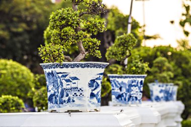 Seramik kaplarda bonsai ağaçları