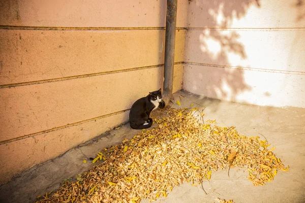 Black White Cat Sitting Dry Autumn Leaves Pile Old Tbilisi — Stockfoto