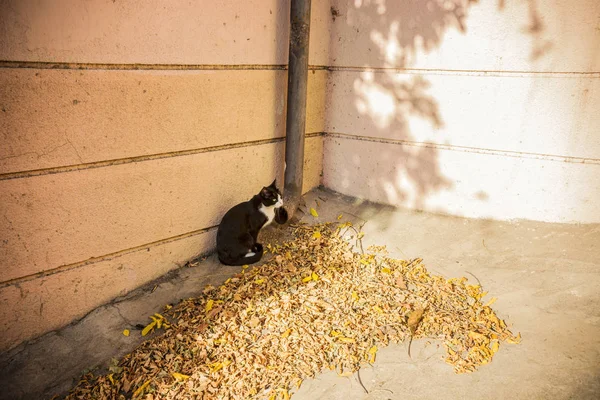 Black White Cat Sitting Dry Autumn Leaves Pile Old Tbilisi — Foto de Stock