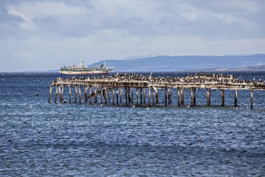 Punta Arenas Deniz Manzarası, karabatak ve martılar ile ahşap iskele, Macellan Boğazı, Patagonya, Şili