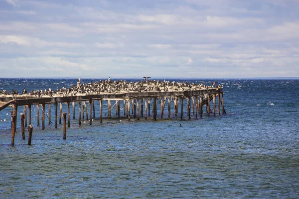 Paisaje Marino Punta Arenas Muelle Madera Con Cormoranes Gaviotas Estrecho — Foto de Stock