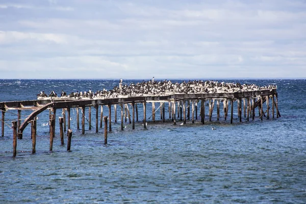 蓬塔阿雷纳斯的海景 木码头与胸动物和海鸥 麦哲伦海峡 巴塔哥尼亚 — 图库照片