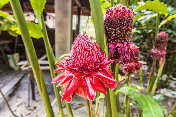 Rote Fackel Ingwerblüte Aus Nächster Nähe Laos — Stockfoto