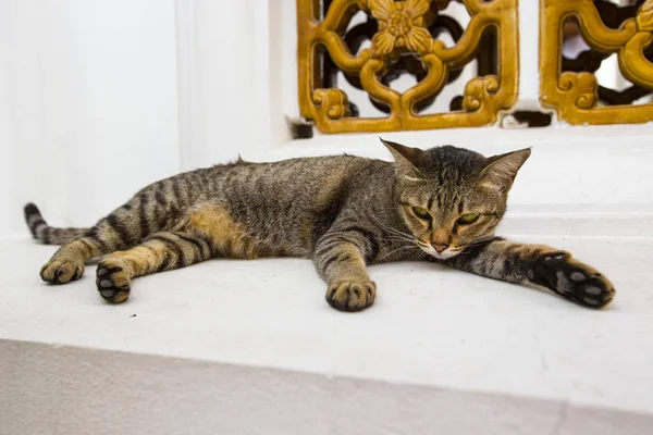 Lazy Cat White Temple Wall Bangkok Thailand — Stock Photo, Image