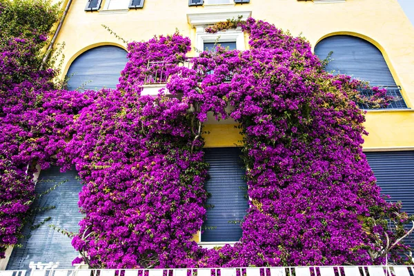 Pink bougainvillea bush on the house wall in Monterosso, Cinque Terre, Liguria, Italy
