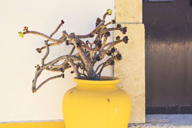 Sulu bitkilerle dolu parlak sarı vazo, sulu bitki evi dekorasyonu, Albufeira, Portekiz