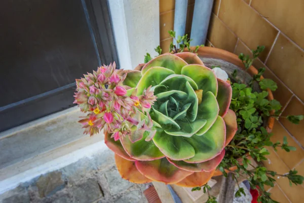 Blooming Succulent Flower Top View — Stock Photo, Image