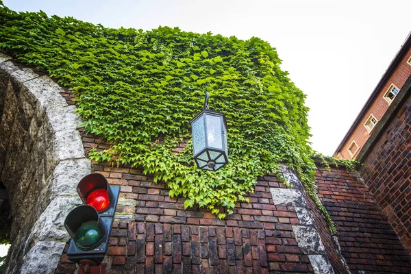 Krakow Poland August 2019 Ivy Wall Wawel Royal Castle Krakow — Stockfoto