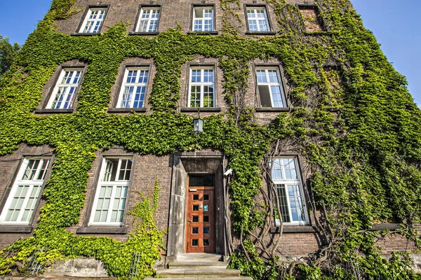 Krakow Poland August 2019 Ivy Wall Wawel Royal Castle Krakow — Stockfoto