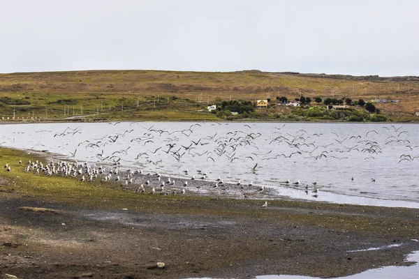 Seagulls Flock Hopping Water Porvenir Tierra Del Fuego South America — Stockfoto