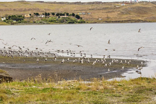 Seagulls Flock Hopping Water Porvenir Tierra Del Fuego South America — 图库照片