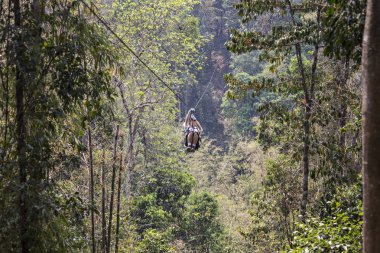 LAOS - April 2019: Man in the jungle on zip line. Ziplining in Laos jungle, Gibbon Experience adventure tour, Laos