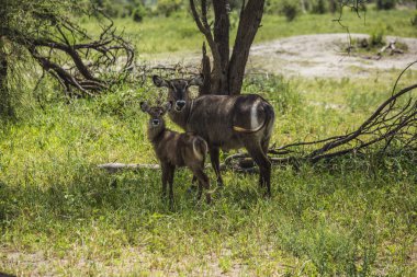 Antilop, bebeğiyle birlikte Tarangire Ulusal Parkı, Arusha, Tanzanya