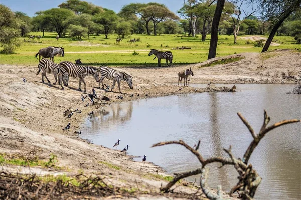 Wild animals in African Savannah. African safari. African zebras and antelopes near the lake, Arusha, Tanzania