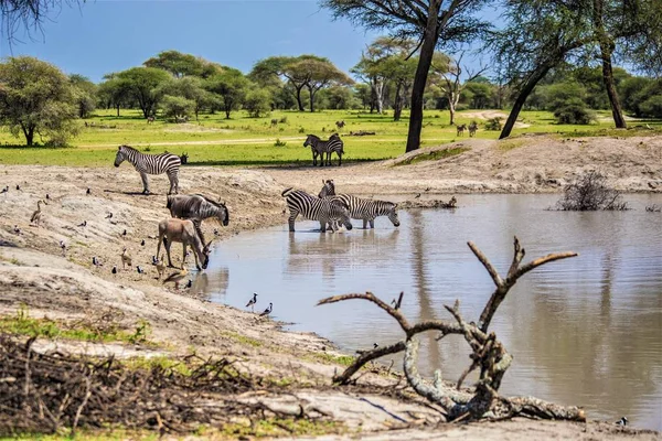 Animales Salvajes Sabana Africana Safari Africano Cebras Africanas Antílopes Cerca — Foto de Stock