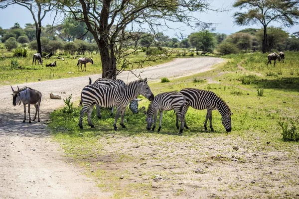 African animals at Tarangire National Park, zebras at African savannah, Arusha, Tanzania