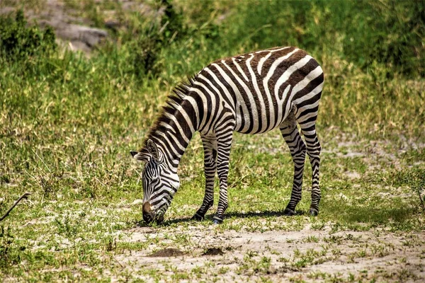 African animals at Tarangire National Park, zebras at African savannah, Arusha, Tanzania