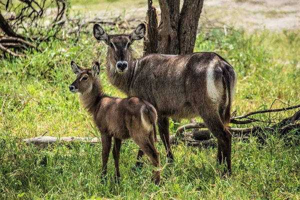 Antelope Common Eland Com Bebê Parque Nacional Tarangire Arusha Tanzânia — Fotografia de Stock