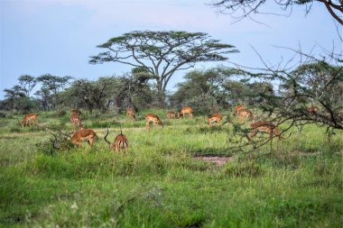 Serengeti Ulusal Parkı, Afrika Antilop İmpala, Arusha, Tanzanya otlaklarında Impalas sürüsü