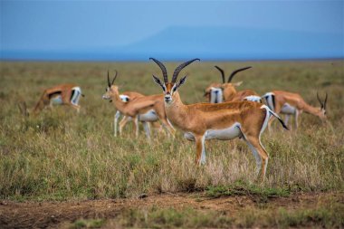 Serengeti Ulusal Parkı, Afrika Antilop İmpala, Arusha, Tanzanya otlaklarında Impalas sürüsü