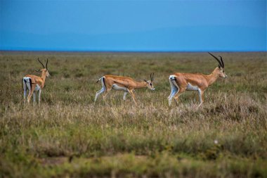 Serengeti Ulusal Parkı, Afrika Antilop İmpala, Arusha, Tanzanya otlaklarında Impalas sürüsü