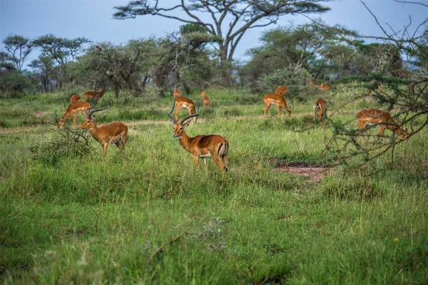 Manada Impalas Prados Parque Nacional Serengeti Antelope Impala Africano Arusha — Fotografia de Stock