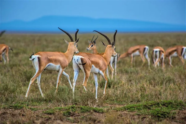 Stádo Impalas Pastvinách Národního Parku Serengeti Africké Antilopy Impaly Arushy — Stock fotografie
