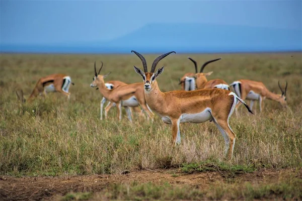Serengeti Ulusal Parkı, Afrika Antilop İmpala, Arusha, Tanzanya otlaklarında Impalas sürüsü