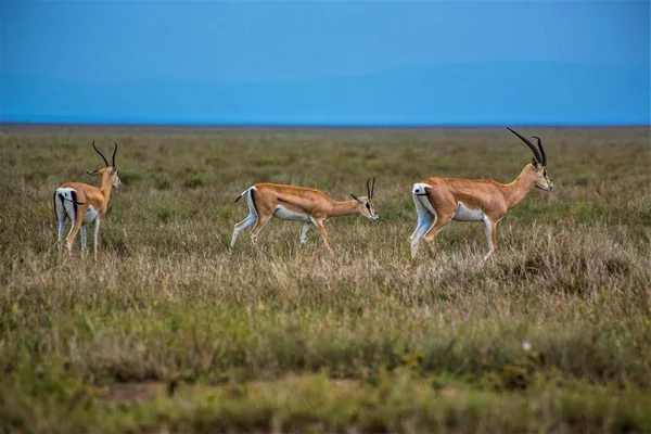 Stádo Impalas Pastvinách Národního Parku Serengeti Africké Antilopy Impaly Arushy — Stock fotografie