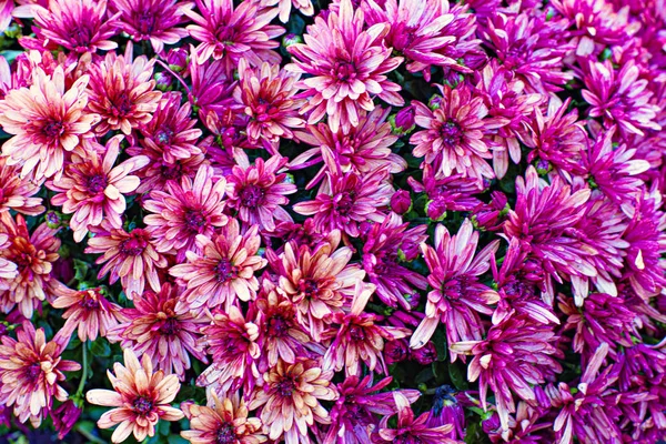Güzel renkli krizantem arka plan, sonbahar çiçekleri 