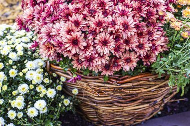 Güzel renkli krizantem arka plan, sonbahar çiçekleri 