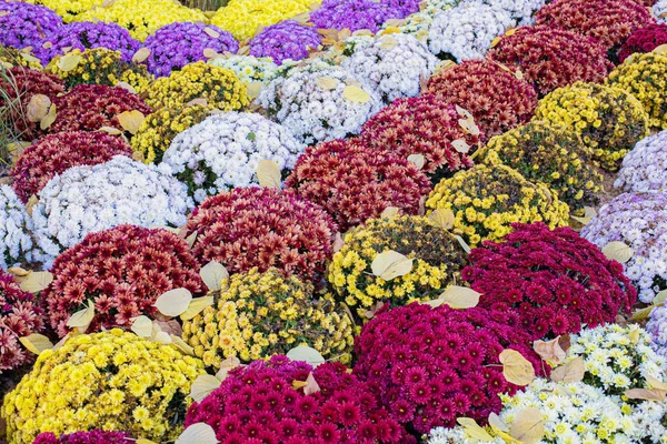 Güzel renkli krizantem arka plan, sonbahar çiçekleri 