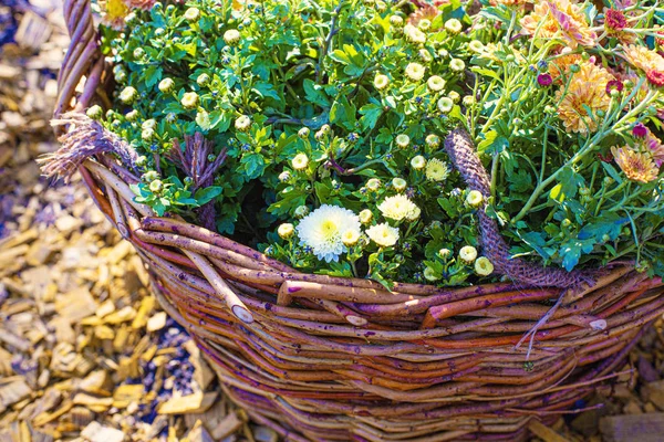 Beau Fond Chrysanthèmes Colorés Fleurs Automne — Photo