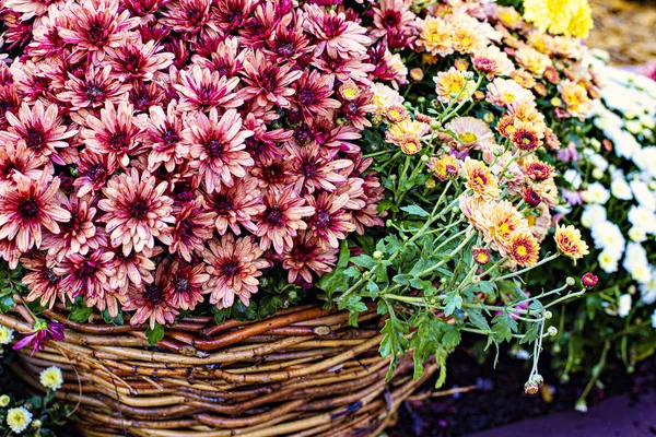 Hermoso Fondo Crisantemos Coloridos Flores Otoño —  Fotos de Stock