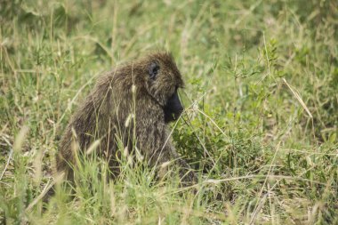 Afrika Savanasında Babun, Serengeti Ulusal Parkı, Tanzanya