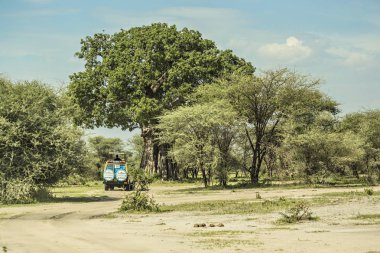 Serengeti, Tanzanya - Ocak 2018: Serengeti Ulusal Parkı 'nda cip safarisi. Afrika Savannah, Tanzanya 'da arazi araçları