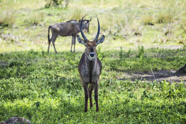 Antílope Parque Nacional Serengeti Tanzânia — Fotografia de Stock