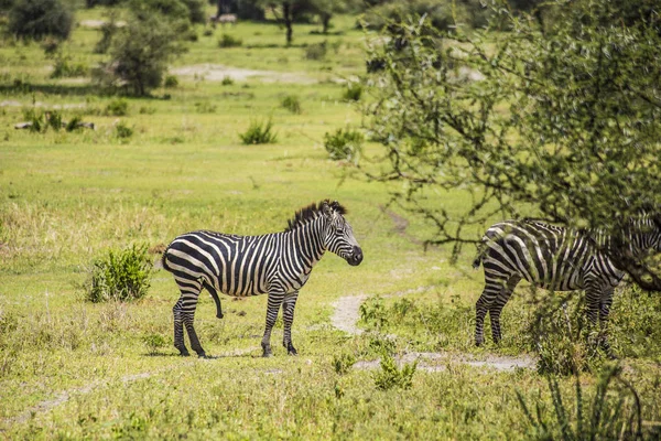Afrika Zebraları Afrika Safarisi Serengeti Ulusal Parkı Tanzanya Daki Bir — Stok fotoğraf