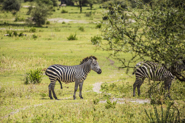 African zebras, African safari, group of African zebras in Serengeti National Park, Tanzania