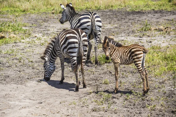 African Zebras African Safari Group African Zebras Serengeti National Park — Photo