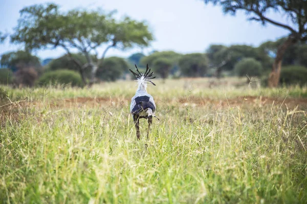 Tanzanya Daki Serengeti Ulusal Parkı Nda Sekreter Kuş — Stok fotoğraf