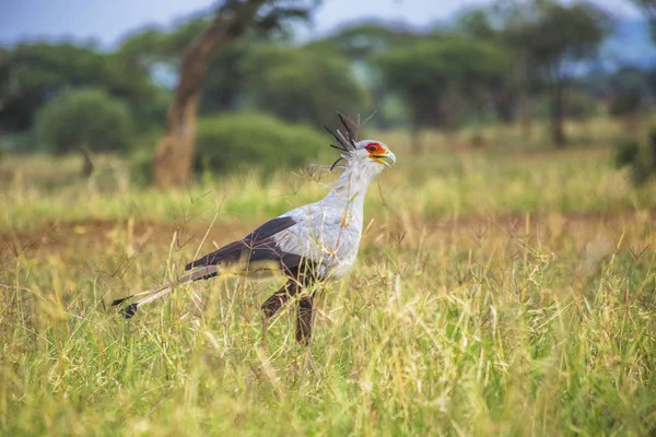 Secretário Pássaro Parque Nacional Serengeti Tanzânia — Fotografia de Stock