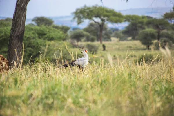 Птица Секретарь Национальном Парке Серенгети — стоковое фото