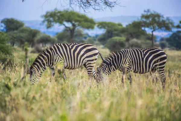 Afrika Zebrası Savannah Tarangire Ulusal Parkı Tanzanya — Stok fotoğraf